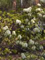 Fothergilla major-2 Fotergilla większa